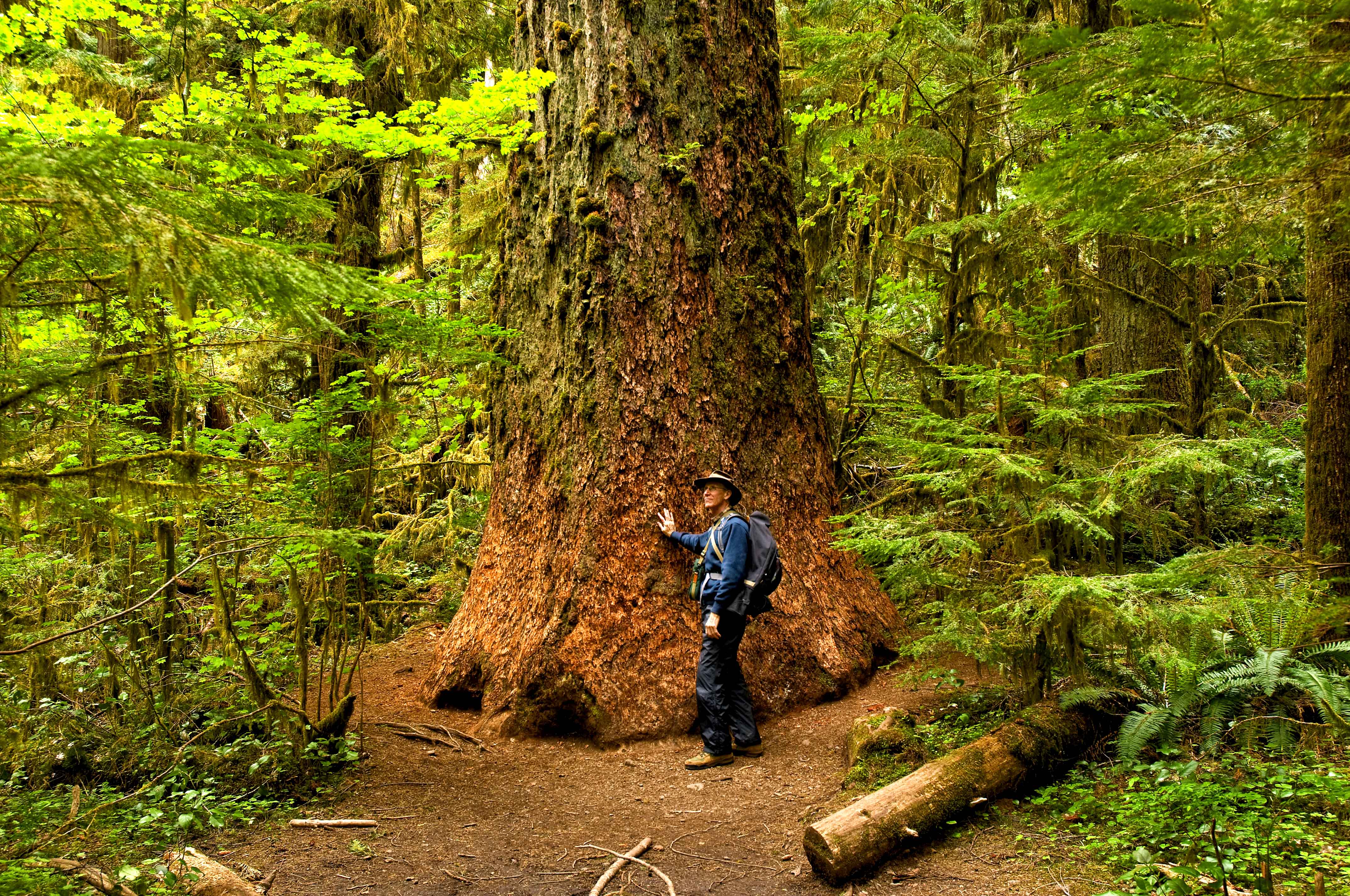 Large Cedar in Olympic National Park Copyright 2008 by Blair Atherton