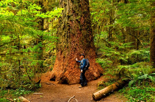 Large Cedar in Olympic National Park Copyright 2008 by Blair Atherton