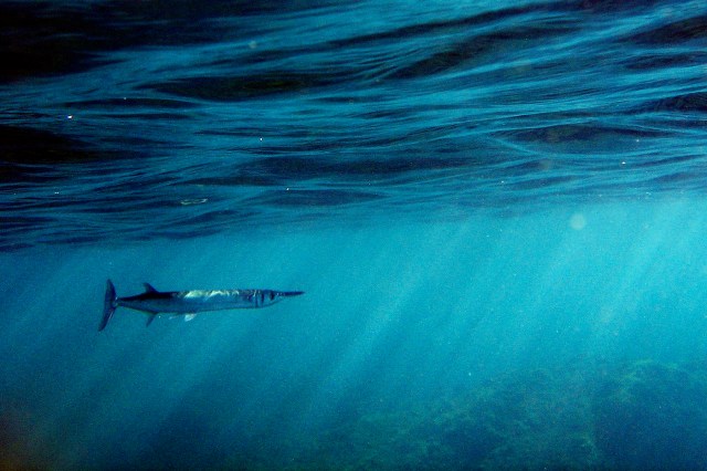 Garfish, Dominica, W.I. Copyright 2008 by Blair Atherton