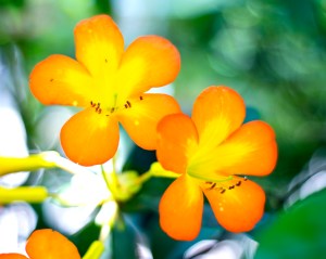 Copyright 2014 by Blair Atherton