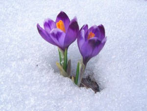 Winter Surrenders to Spring From summitpost.org