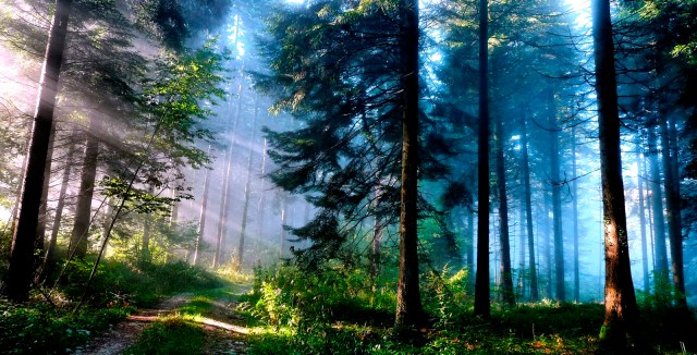 Mystic Forest From http://new-hdwallpaperz-blogspot-com