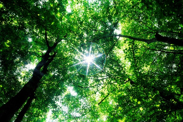 sun-through-trees